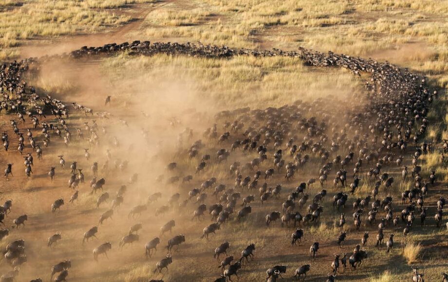 Ville dyr i Kenya Masai Mara sett ovenfra