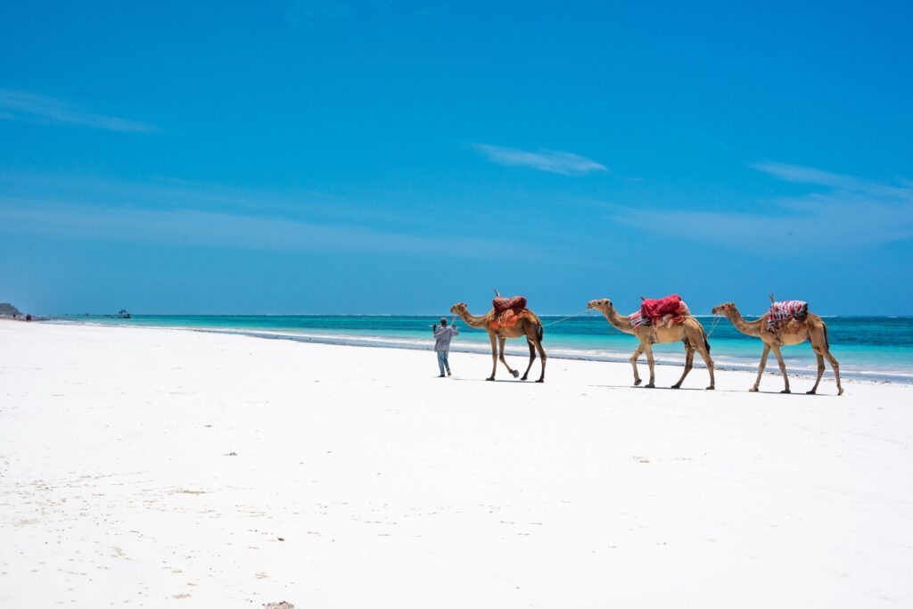 Hvit sandstrand med kameler som går på Mombasa Beach i Kenya