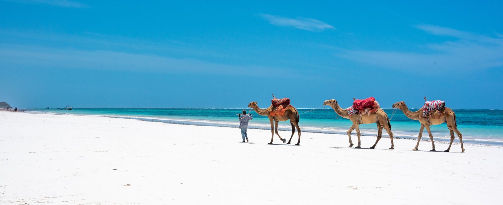 Hvit sandstrand med kameler som går på Mombasa Beach i Kenya