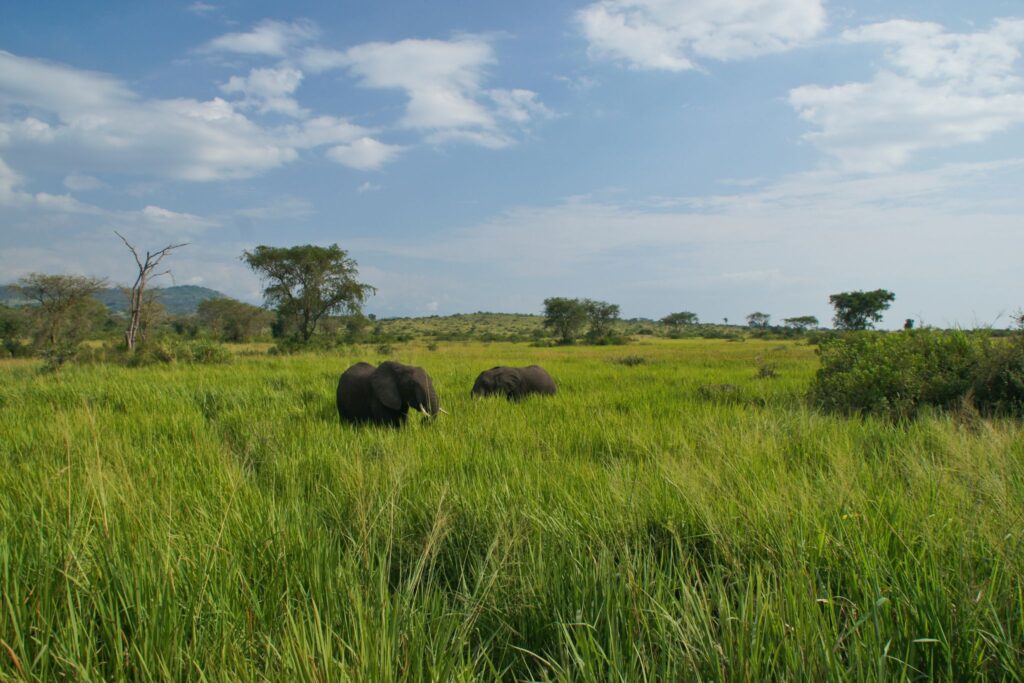 Elefanter i det høye gresset i Queen Elizabeth Uganda NP