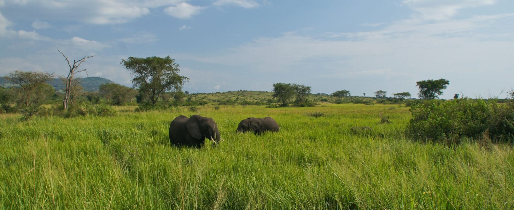 Elefanter i det høye gresset i Queen Elizabeth Uganda NP
