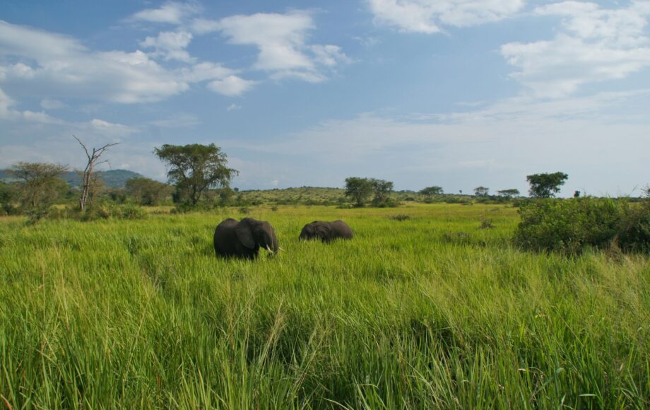 Elefanter i det høye gresset i Queen Elizabeth Uganda NP