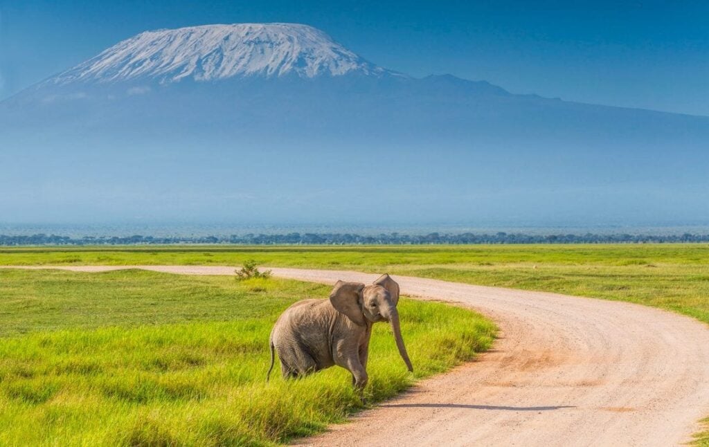 Ung elefant står i gresset ved siden av veien, Mount Kilimanjaro i bakgrunnen
