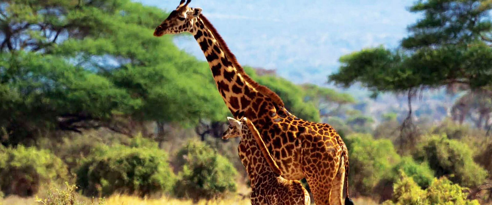 Sjiraff mor og barn i gresset med trær i bakgrunnen, Kenya safari