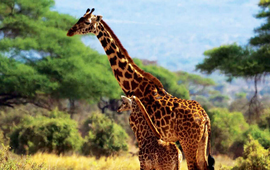 Sjiraff mor og barn i gresset med trær i bakgrunnen, Kenya safari