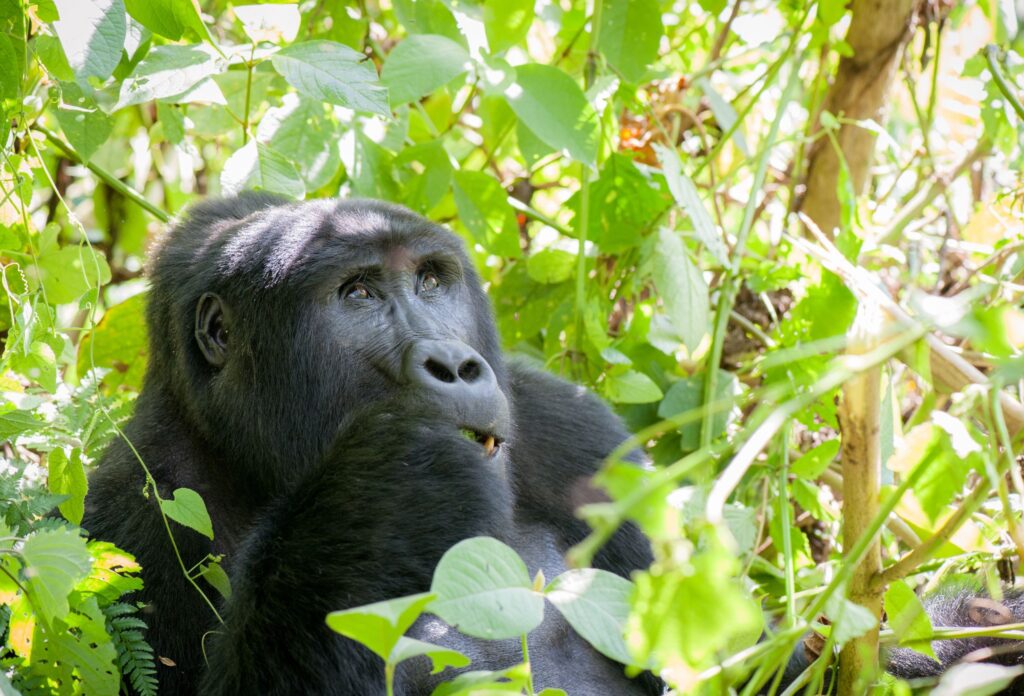 Uganda gorilla omkranset av grønt landskap