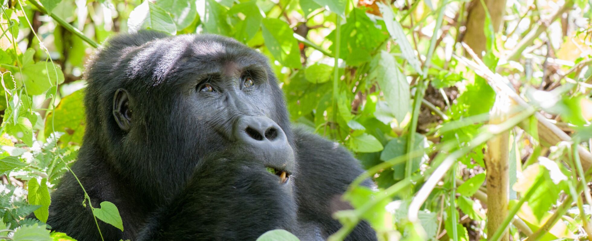Uganda gorilla omkranset av grønt landskap