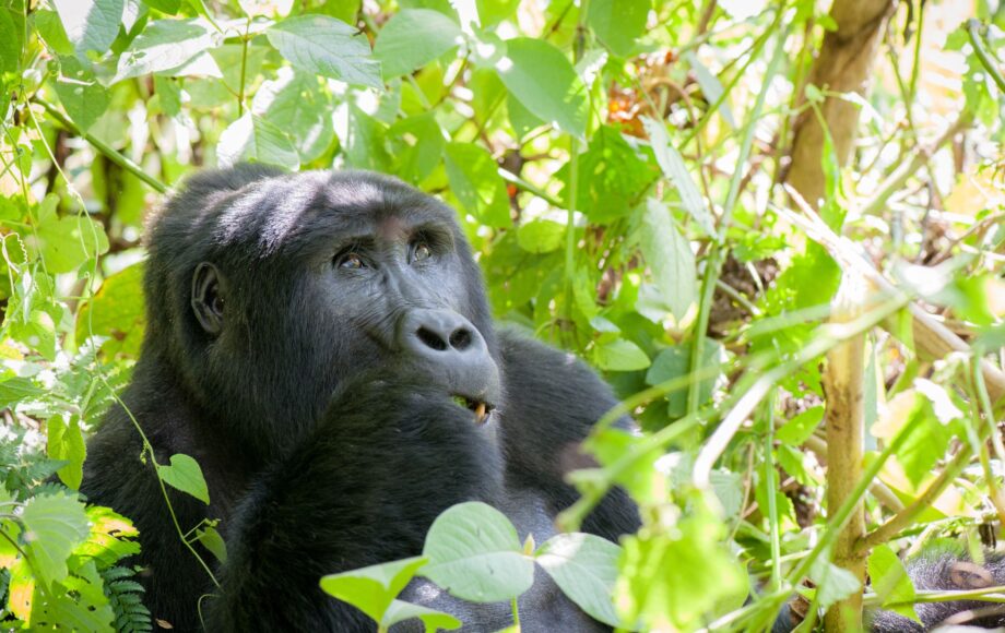 Uganda gorilla omkranset av grønt landskap