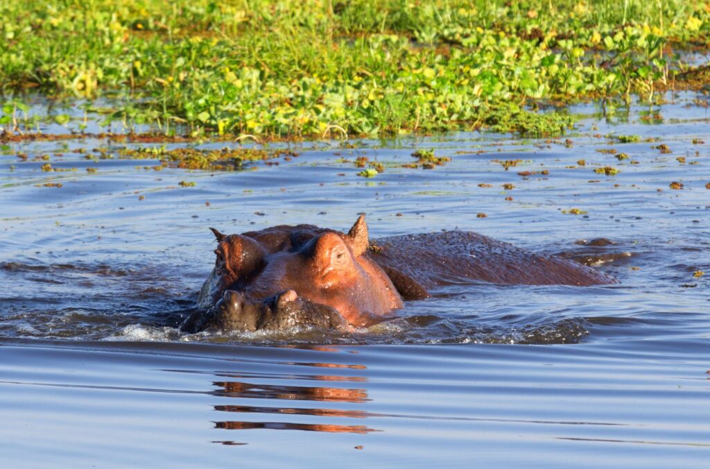 Neshorn svømmer i Lake Naivasha med gress i bakgrunnen