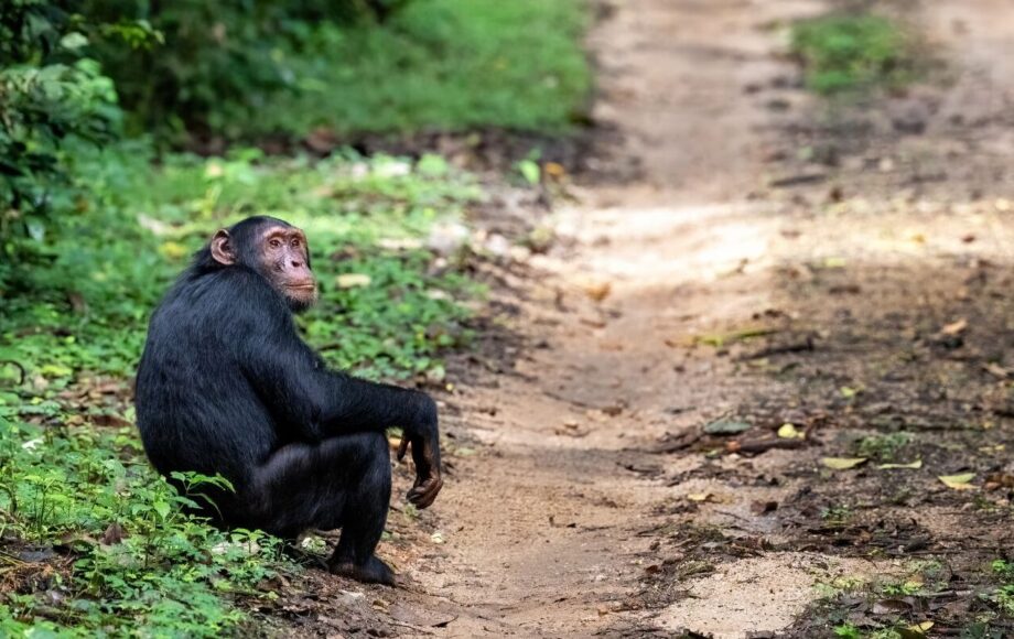 Sjimpanser i Kibale Uganda