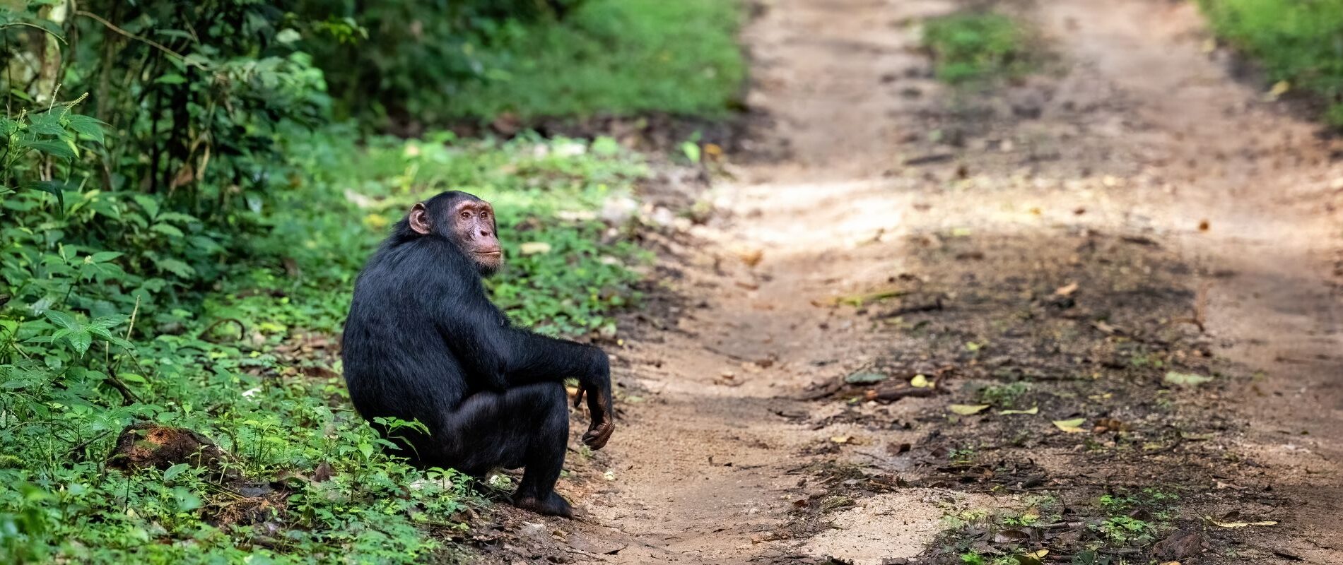 Sjimpanser i Kibale Uganda