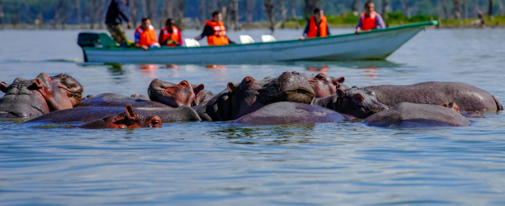 Flodhester i vannet foran menneser i båt, Naivasha-sjøen Kenya
