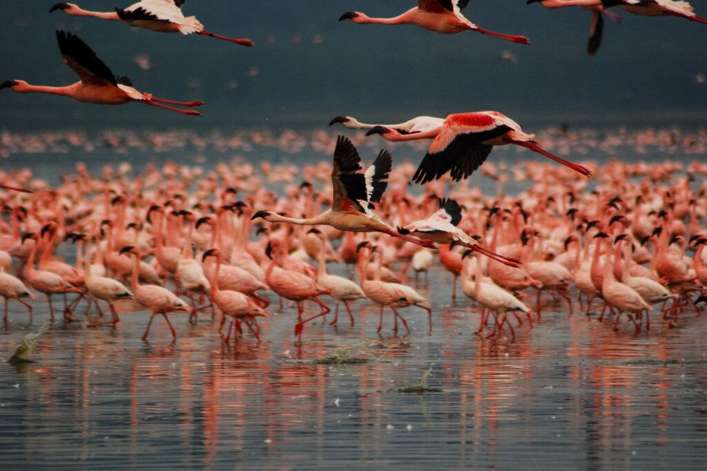 En flokk flamingoer på vannet