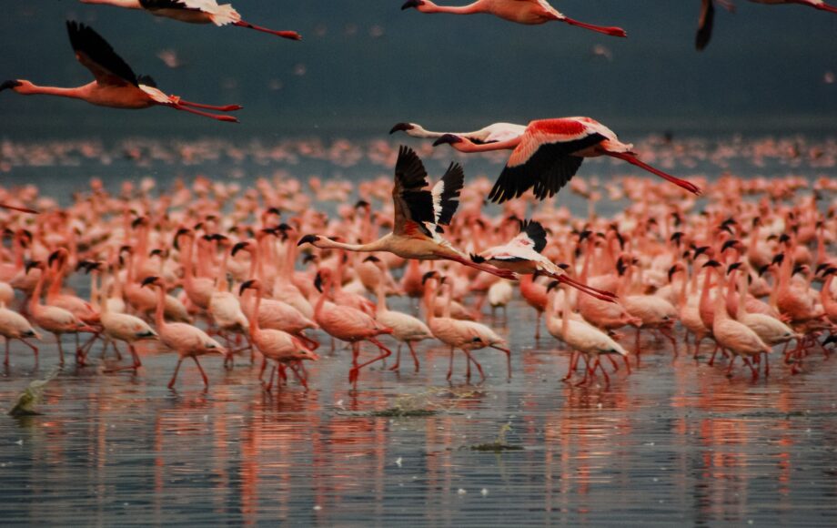 En flokk flamingoer på vannet