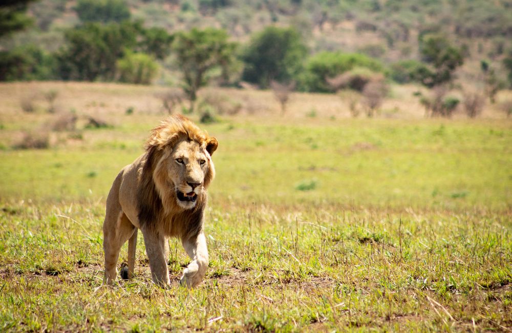 Løve går gjennom gresset i Kidepo Valley nasjonalpark