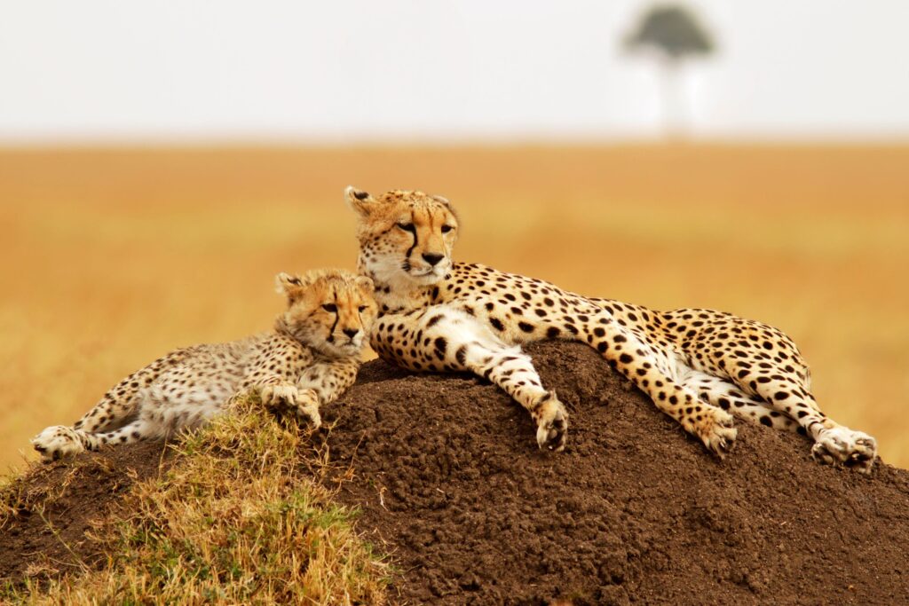 Gepard mor og barn ligger på en jordhaug, safari Kenya