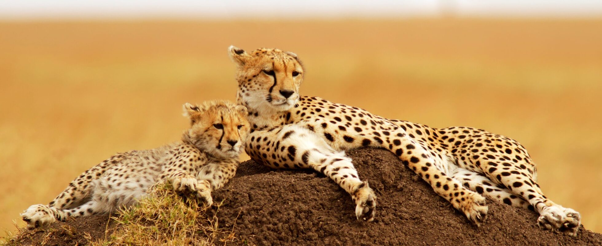 Gepard mor og barn ligger på en jordhaug, safari Kenya