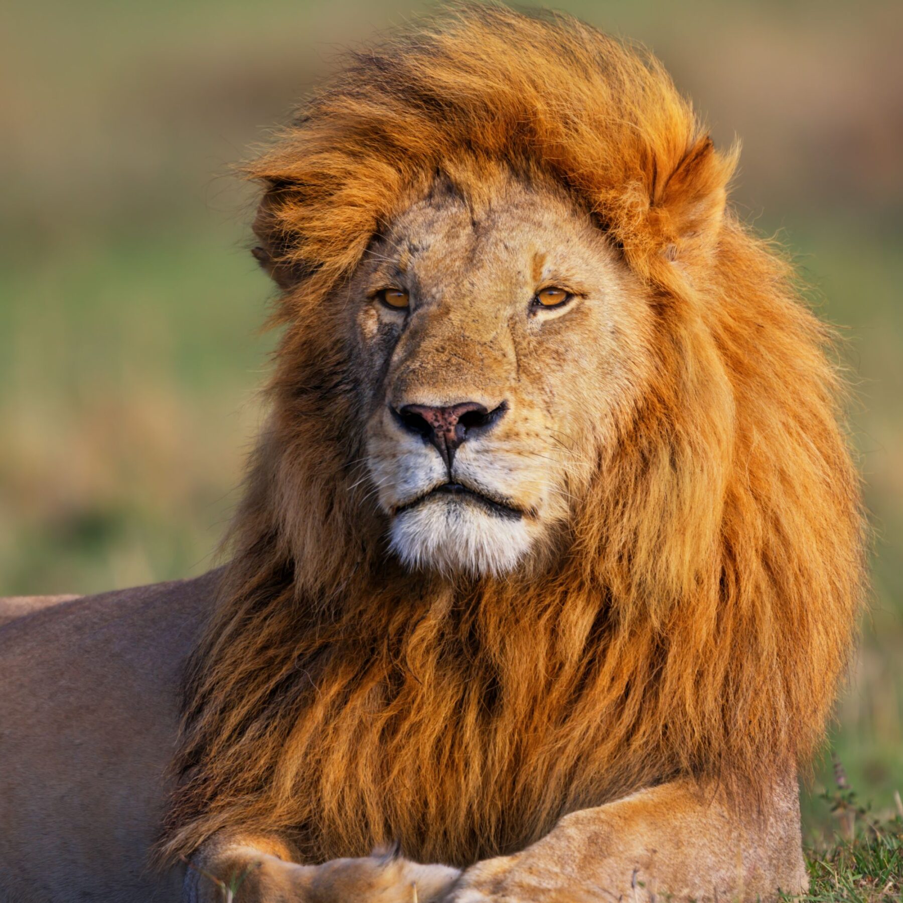 Løve sitter i gresset og soler seg, safari i Afrika