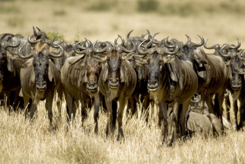 En flokk ville dyr går gjennom gresset i Masai Mara Kenya