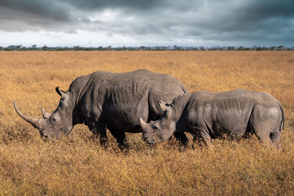 To sorte neshorn i gresset i Ol Pejeta Conservancy Kenya