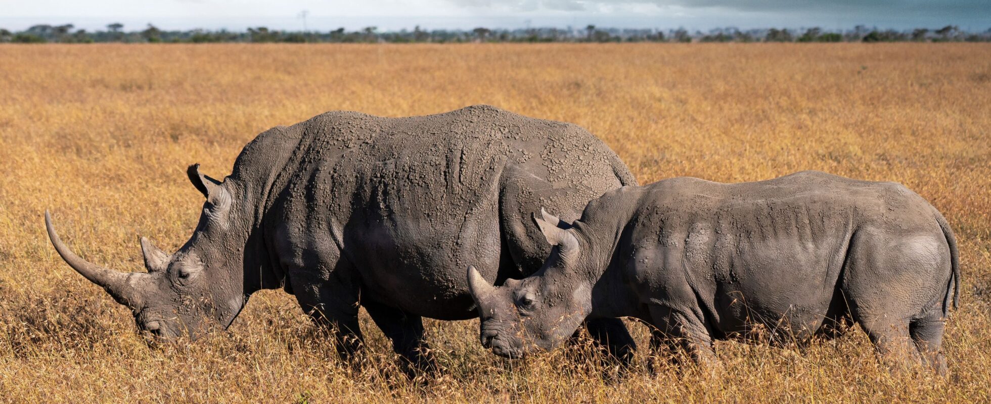 To sorte neshorn i gresset i Ol Pejeta Conservancy Kenya