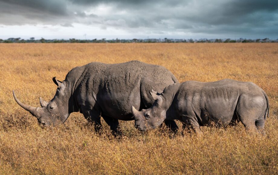 To sorte neshorn i gresset i Ol Pejeta Conservancy Kenya