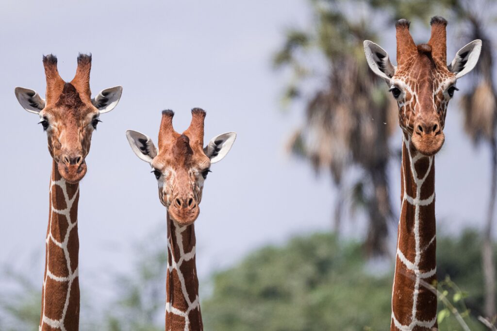 Tre sjiraffer ved siden av hverandre i Samburu National Reserve