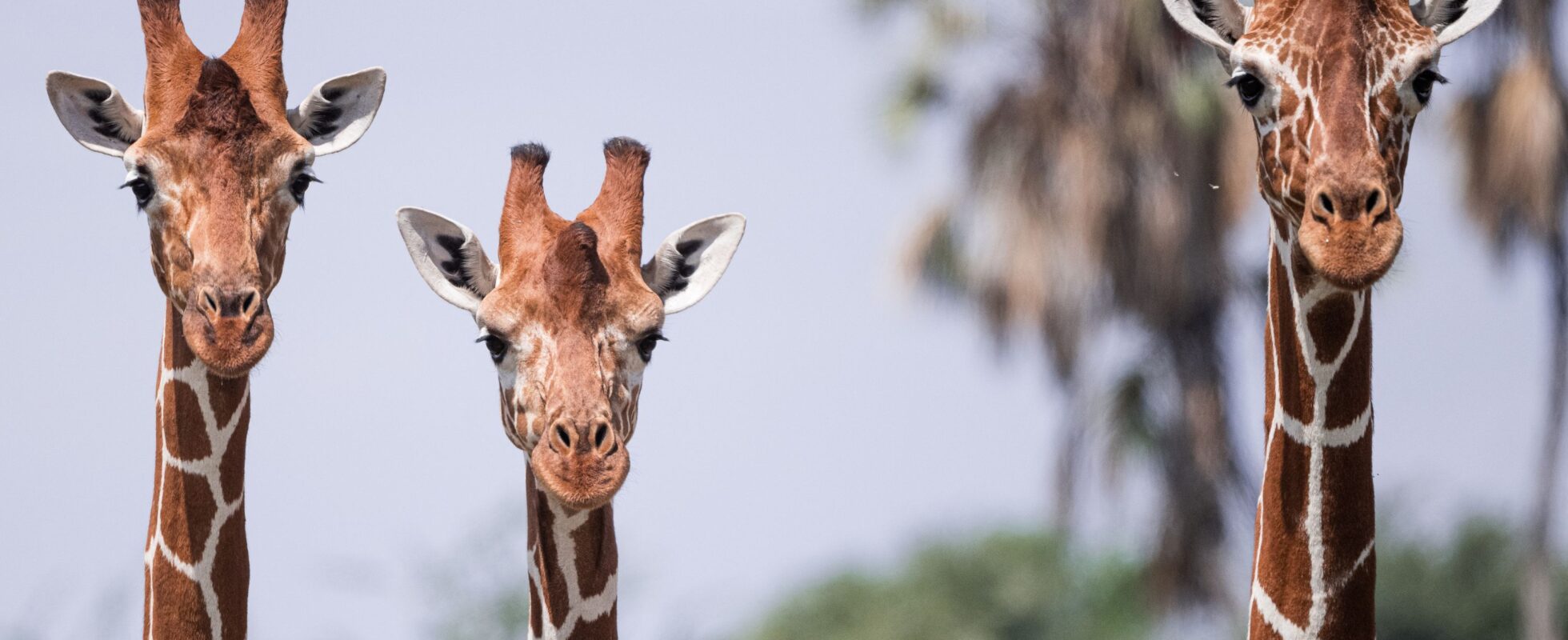 Tre sjiraffer ved siden av hverandre i Samburu National Reserve