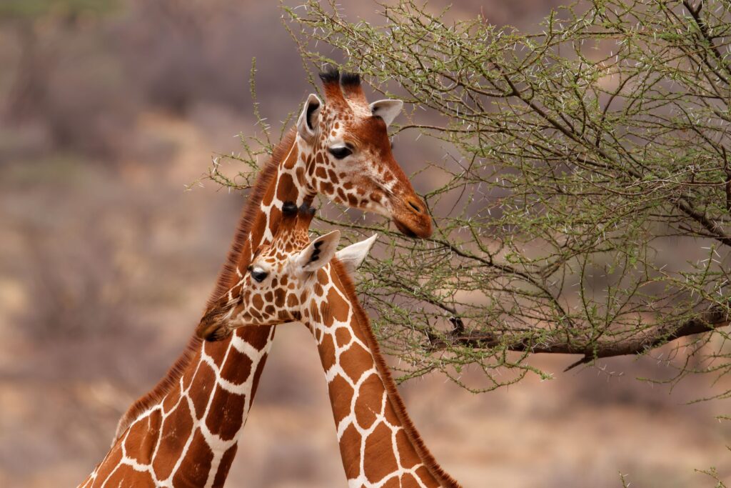 To sjiraffer står mot hverandre, safari i Kenya