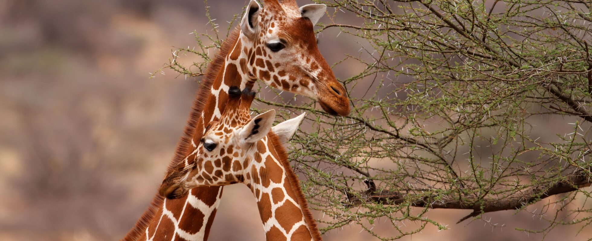 To sjiraffer står mot hverandre, safari i Kenya