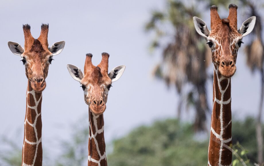 Tre sjiraffer ved siden av hverandre i Samburu National Reserve