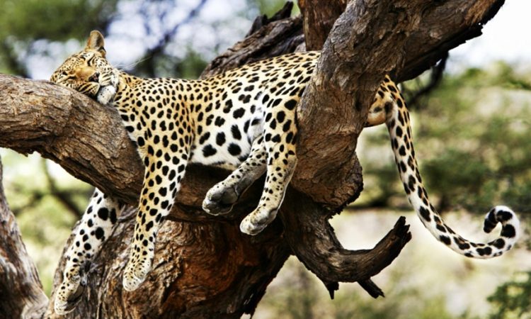 Leopard sover på en gren