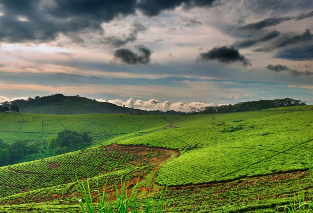 Teplantasje i Uganda