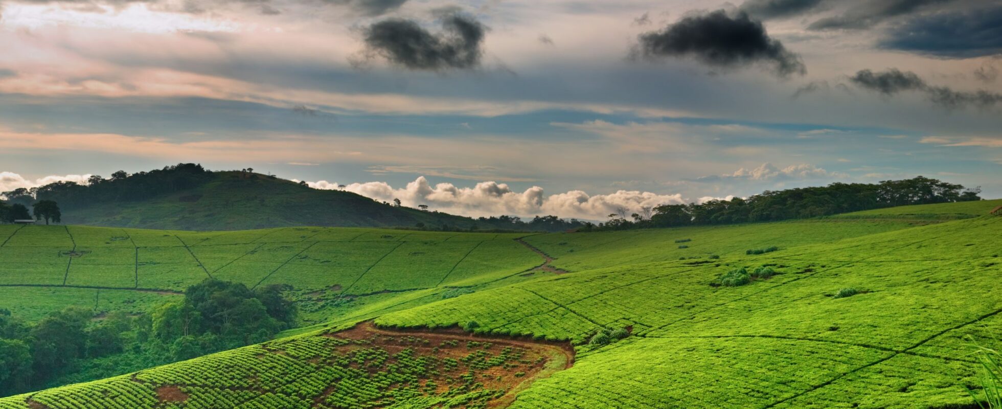 Teplantasje i Uganda