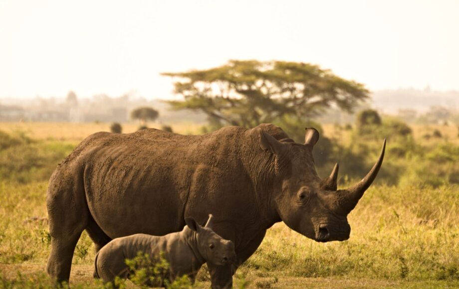Neshorn i Ziwa Sanctuary Uganda