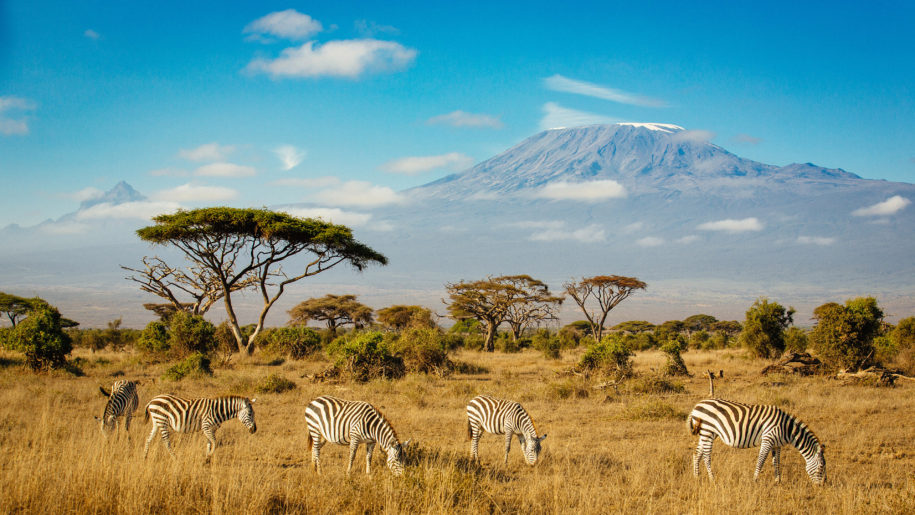 Sebraer på savanne safari Kenya