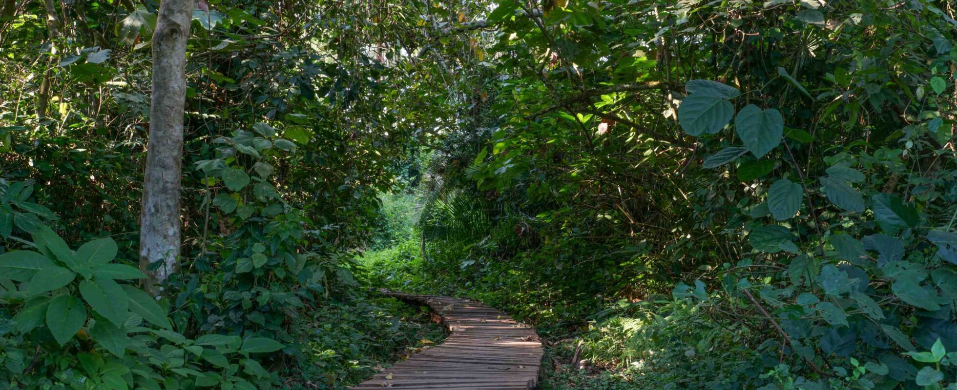 Jungelsafari Uganda, plankesti gjennom trærne i Bigodi Wetland Sanctuary