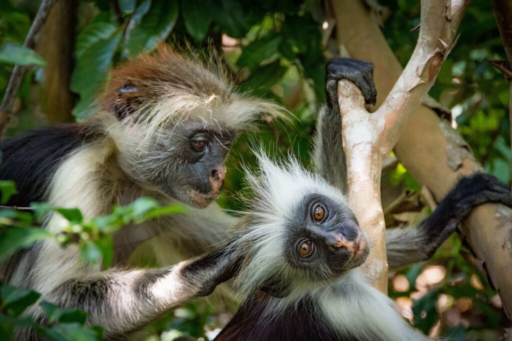 To røde kolobus-aper sitter på en gren, den ene steller den andre, på junglsafari i Uganda