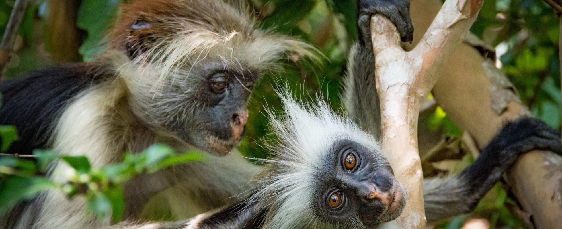 To røde kolobus-aper sitter på en gren, den ene steller den andre, på junglsafari i Uganda
