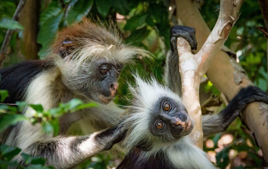 To røde kolobus-aper sitter på en gren, den ene steller den andre, på junglsafari i Uganda
