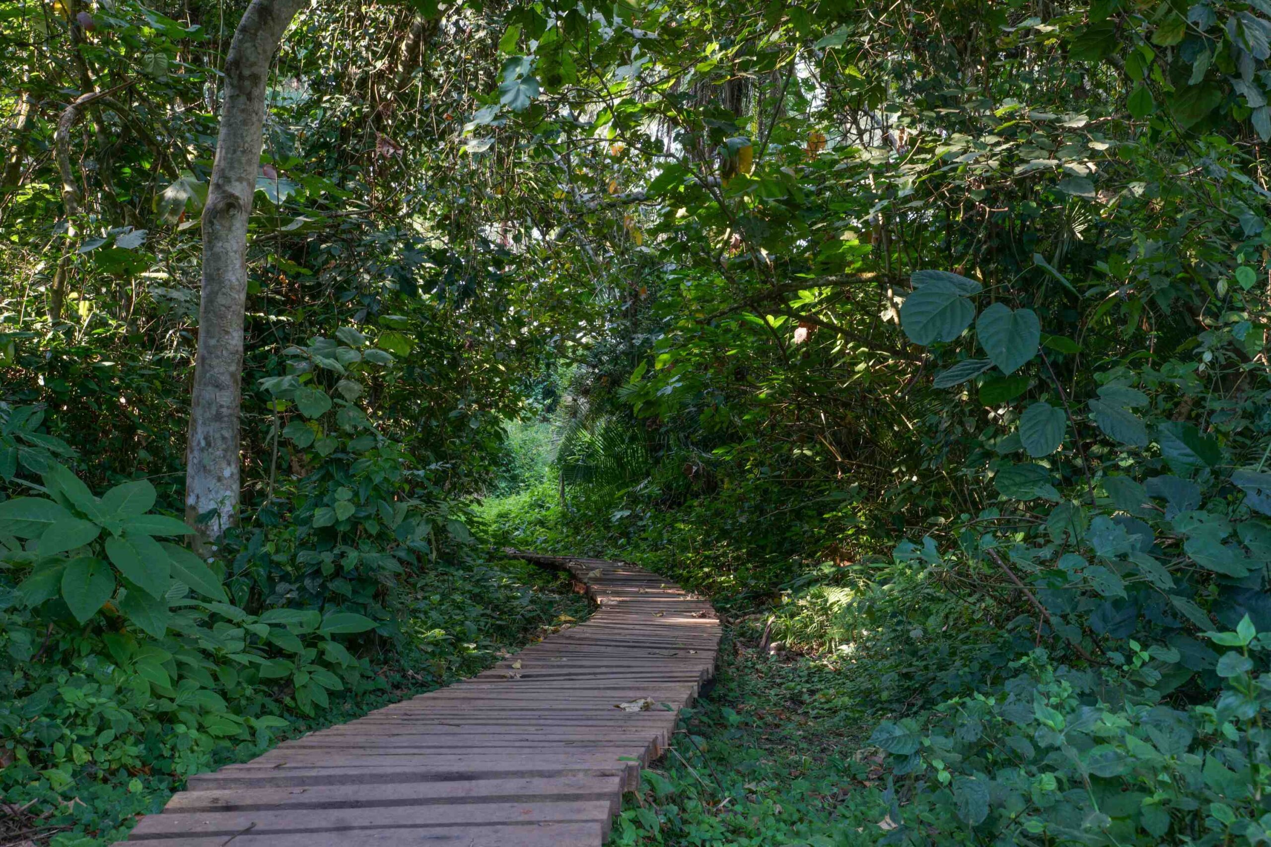 Myrvandring i Bigodi Wetland Sanctuary ved Kibale National Park
