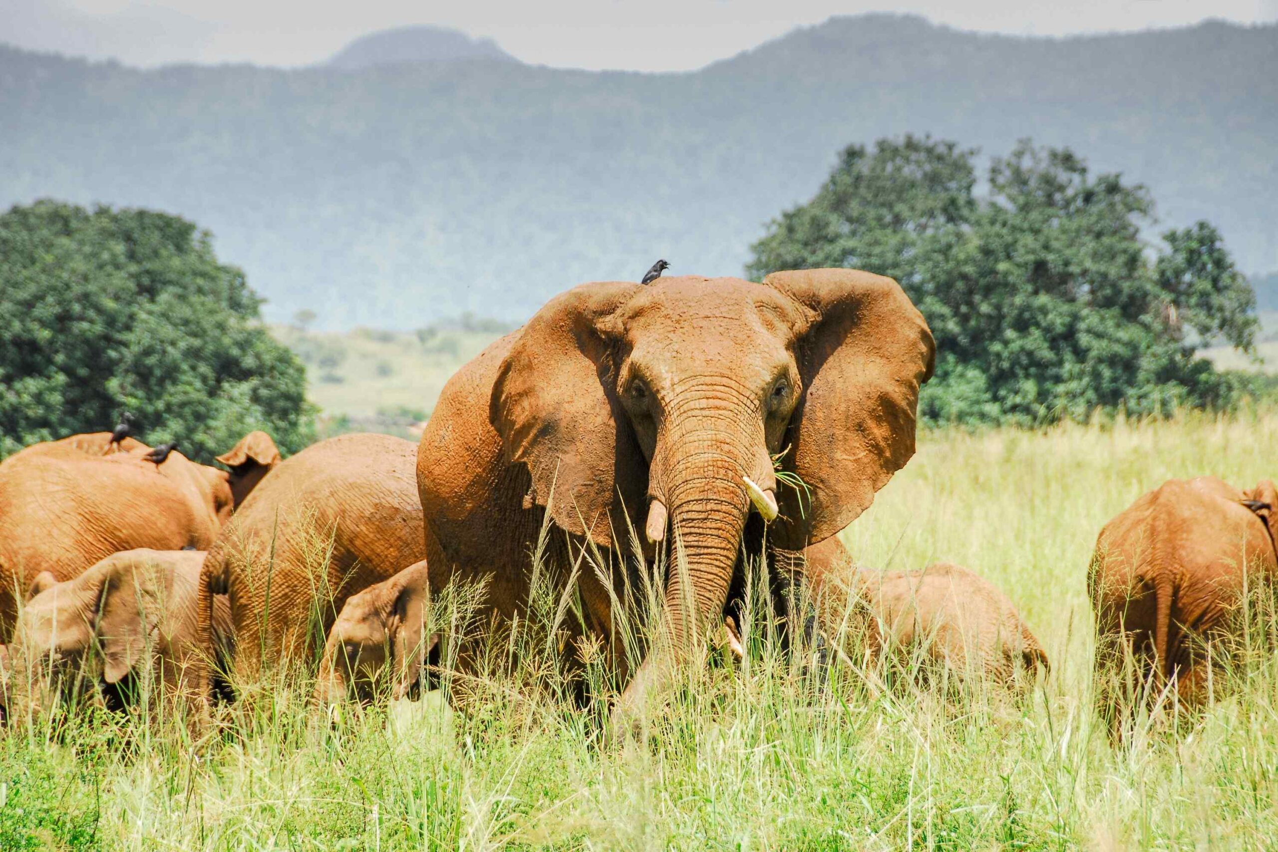 Hvorfor safarireiser til Afrika?