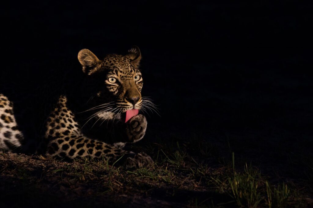 Leopard i mørket, safari i Uganda