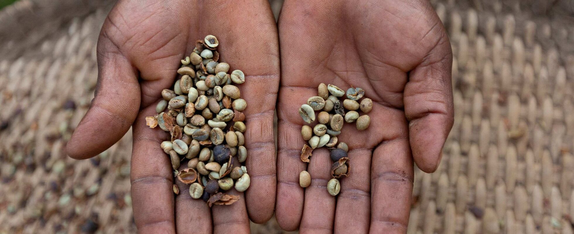 Hender viser frem brune kaffebønner på kaffeplantasje i Sipi Falls