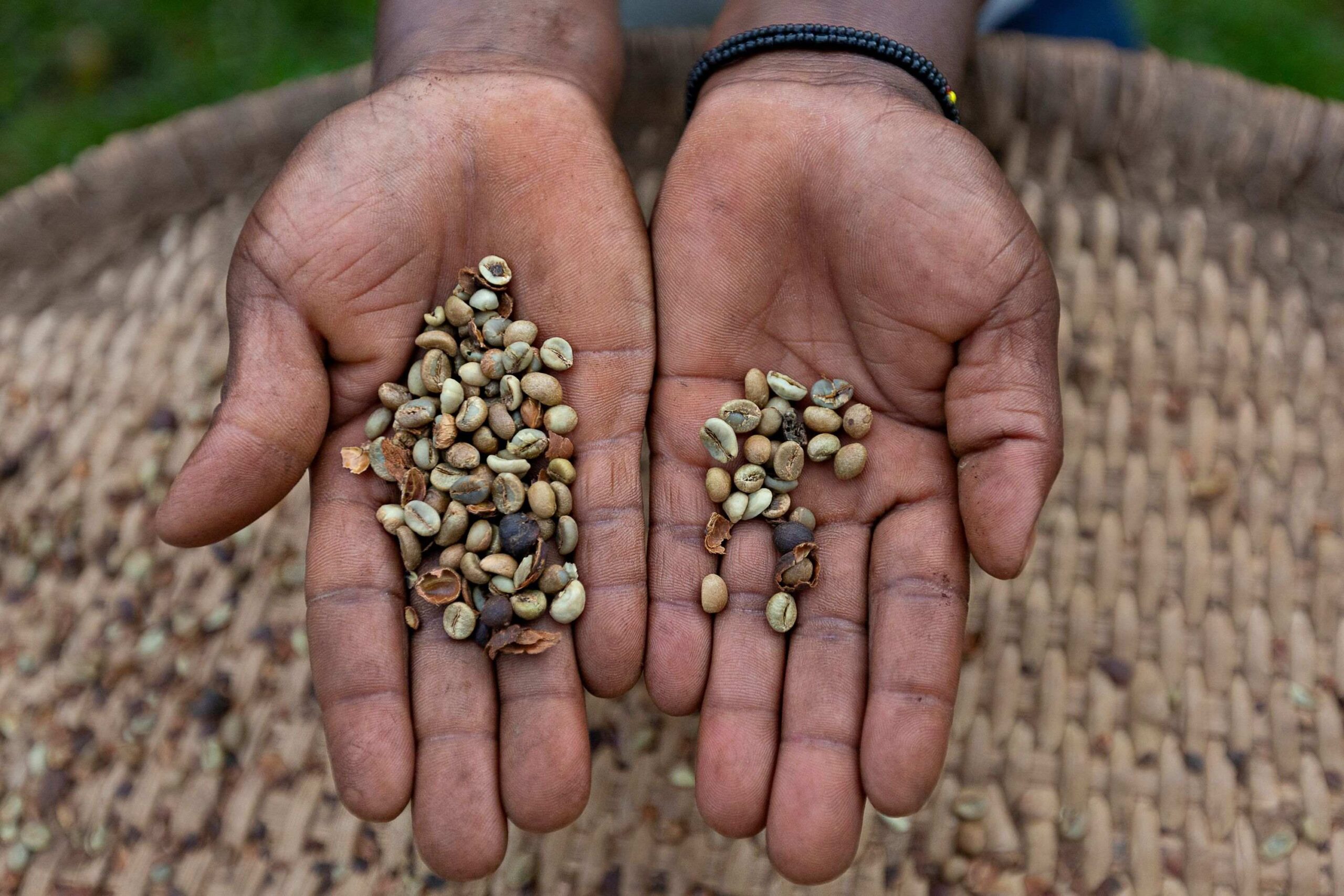 Tour the small coffee plantations near Sipi Falls