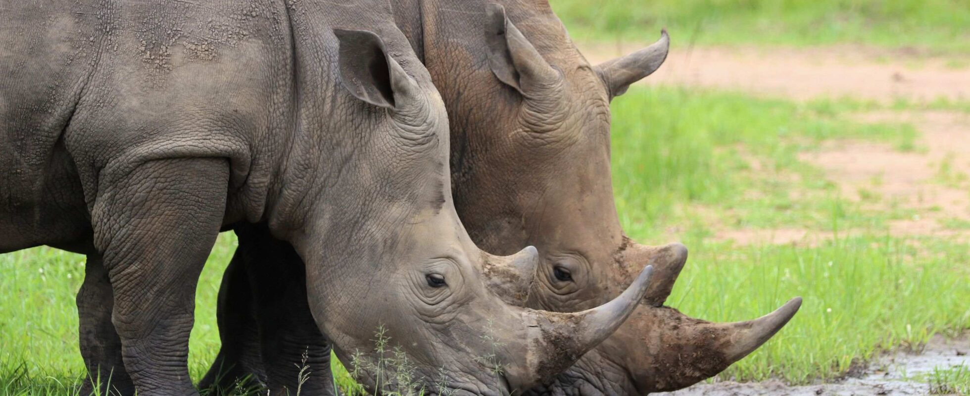 To neshorn drikker vann, safari i Uganda