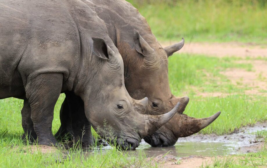 To neshorn drikker vann, safari i Uganda