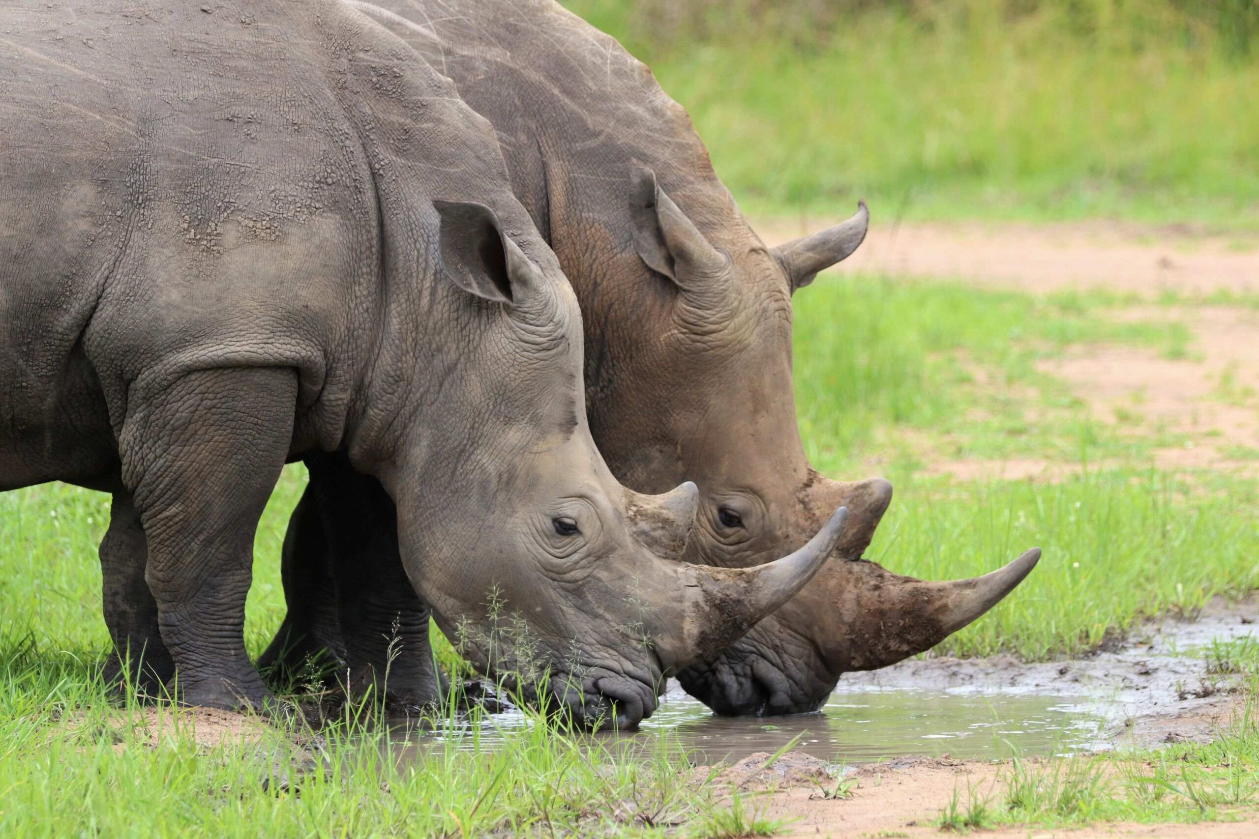 Neshorn-trekking i Ziwa Rhino Sanctuary