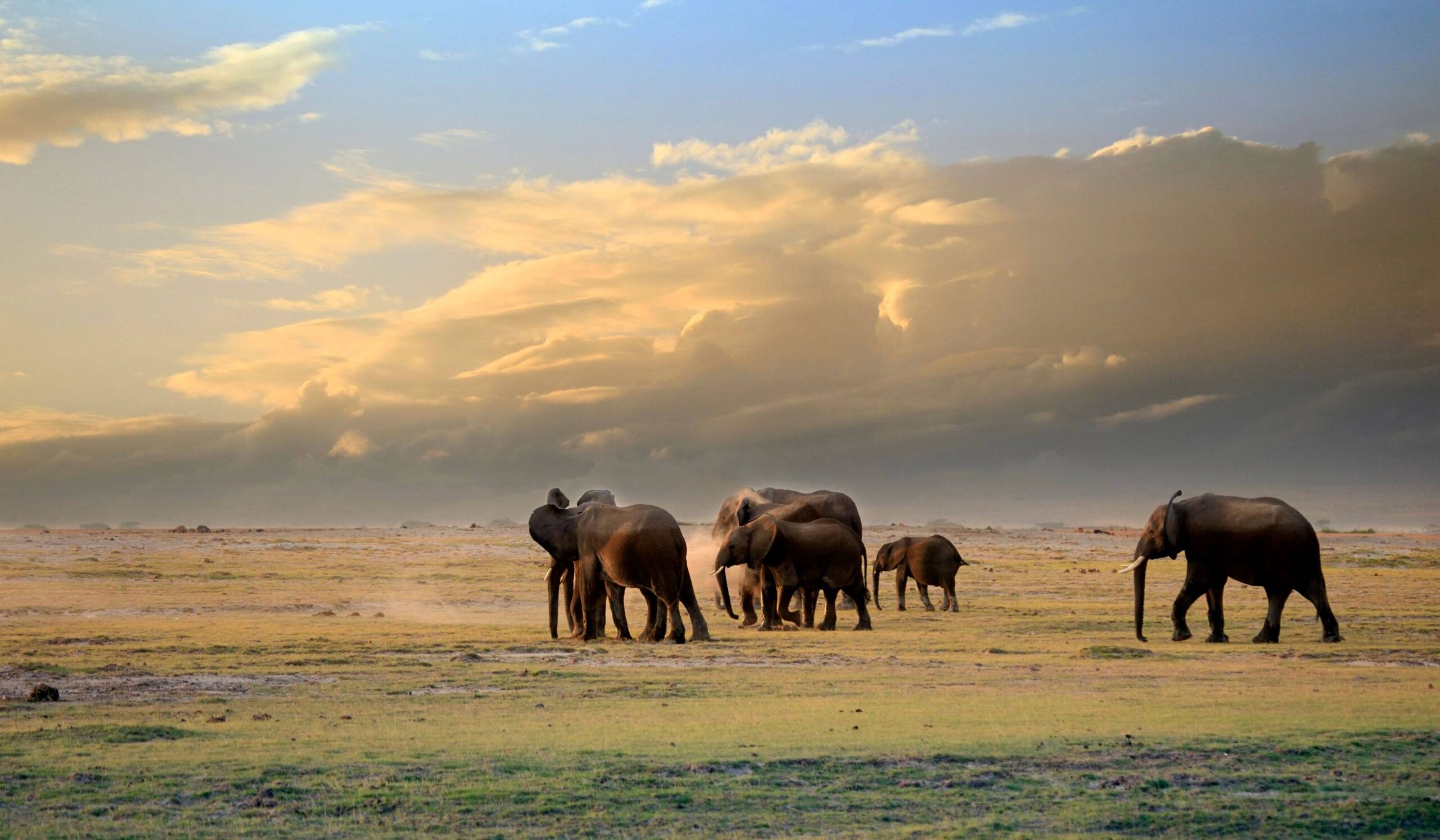 Amboseli Nasjonalpark