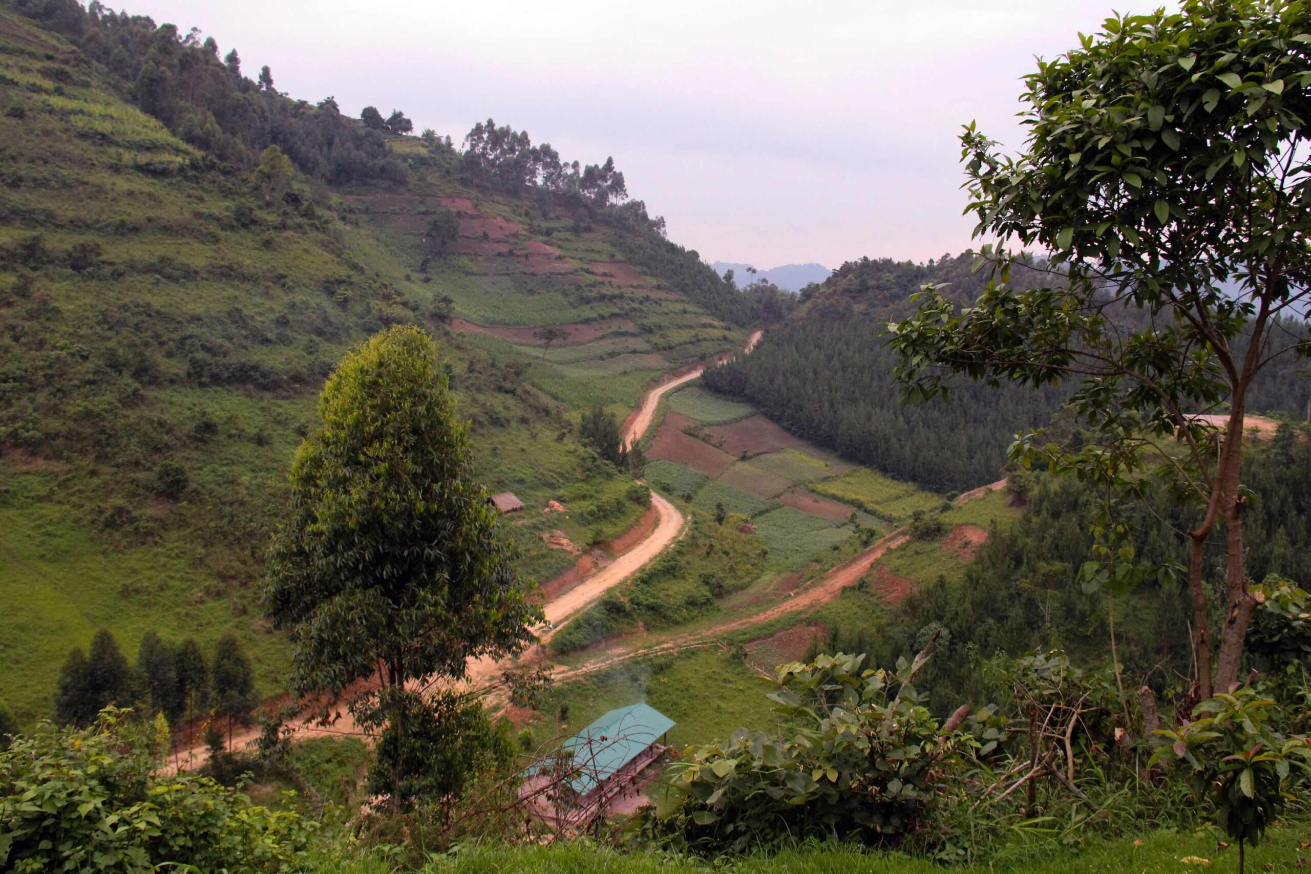Biltur fra Queen Elizabeth til Bwindi Impenetrable Nationalpark